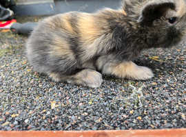 Stunning mini lops babies