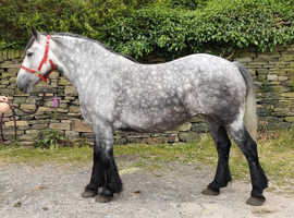 Beautiful cob mare