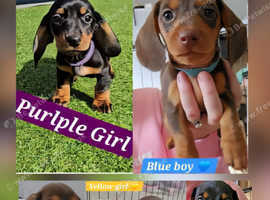 Miniature Dachshunds ready to go 19th September