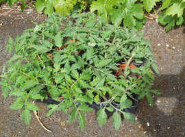 Tomato and Cucumber plants for sale