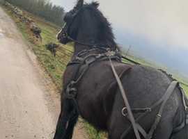 Stepping cob 14h ride and drive