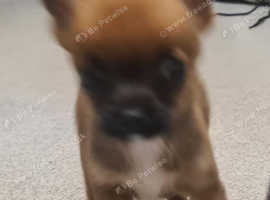 2 chihuahua puppys miniatures