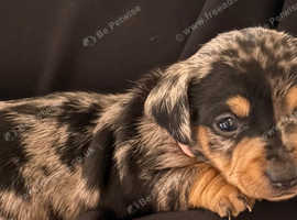 Gorgeous silver dapple dachshund cross female puppy