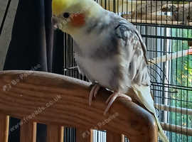 4 years old female Cockatail