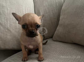 Chihuahua mix best sale puppies near me