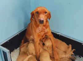 Kc Reg Fox Red Labrador Puppies From Health Tested Parents