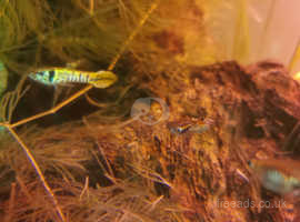 Endler guppies fry £1 each £12:50  next day delivery