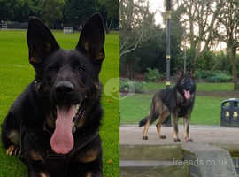 Available Mated Top German shepherd female