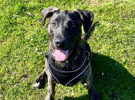 Re-homing: Bull/Grey x Mali puppy (6 mths old)