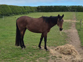 15hh thoroughbred mare