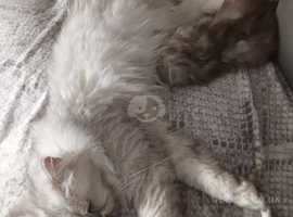 Gorgeous persian kittens for sale