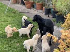 Labrador Puppies