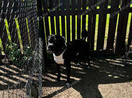 Male Cane Corso x Bullmastiff