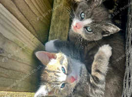 Bengal/ tabby cross kittens