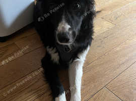 Beautiful Border Collie Puppy for Sale