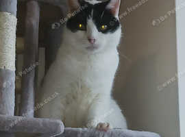 Missing Cat White and Black