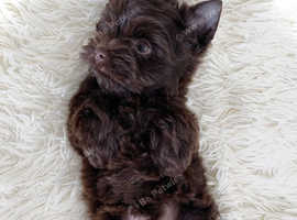 2 mini Biewer/yorkie female pups