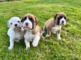 READY SOON!! Stunning boxer puppies