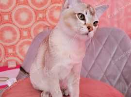 Our last pedigree girl is purring for a fur-ever- home!! 2x x  vet checked, vet health report, 2x vaccinated (up to date), micro-chipped & free 5weeks