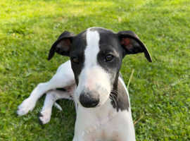 *Ready Now* Stunning Kc Reg Whippet Puppies £900