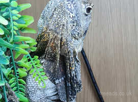 Frilled lizard for sale £135