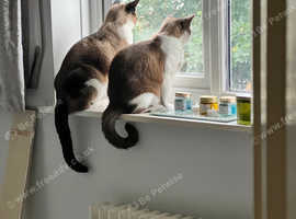Nina and Niwan need a new home