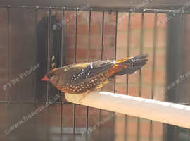Male strawberry finch for sale
