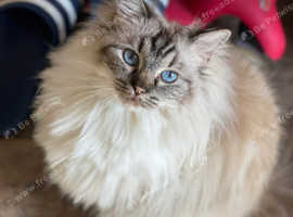 GCCF REGISTERED RAGDOLL GIRL