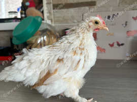 Three 6 week old chicks