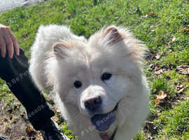 8 Month Chow Chow seeking home