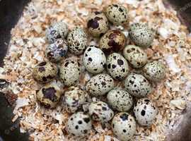 Quail hatching eggs - 12, 48, 96 egss