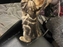 Kittens(bengal)for sale