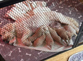 Cavachon puppies for sale