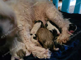 Stunning shihtzu puppies 2 girls 3 boys