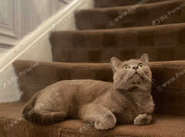 Beautiful Chartreux