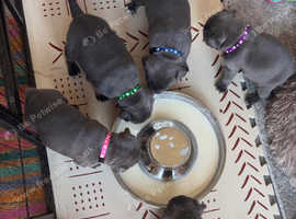 Blue Staffordshire bull terrier puppies