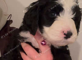 Old English sheepdog x poodle