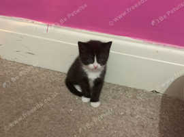 Mixed breed kittens and mother looking for homes