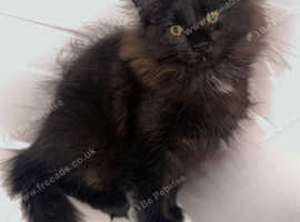 Maine Coon Kitten !