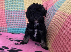 Miniature Poodles Tri Coloured. 1 Girl in Dumfries on Freeads ...