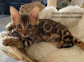 8 week old female kitten
