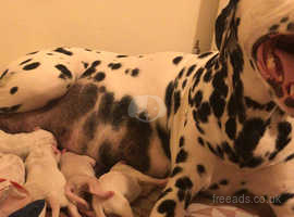 Beautiful Dalmatian puppies