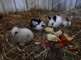 Lionhead baby rabbits for sale