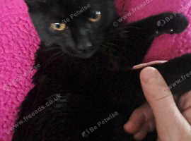 Black female cat 6 months old