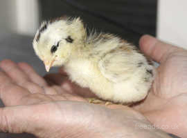 12 day old mixed chicks