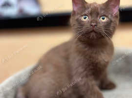 Very rare Havana brown chocolate female kitten