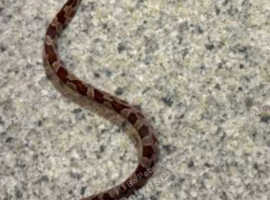 Male normal corn snake in Bristol