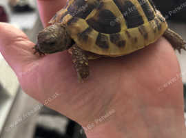 hermann tortoise