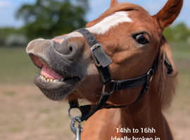 Horses and ponies wanted