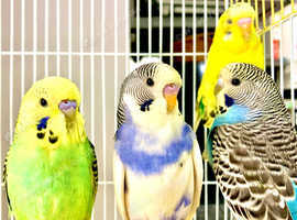 Fancy Mutation Baby Budgies & Cages in Southampton on Freeads ...